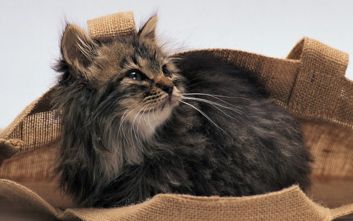 Fluffy kitten in a burlap bag