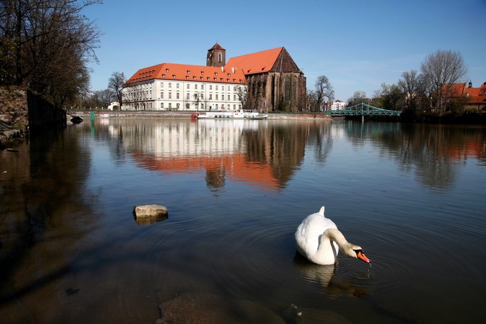 Swan in the Oder River, Wroclaw, Poland