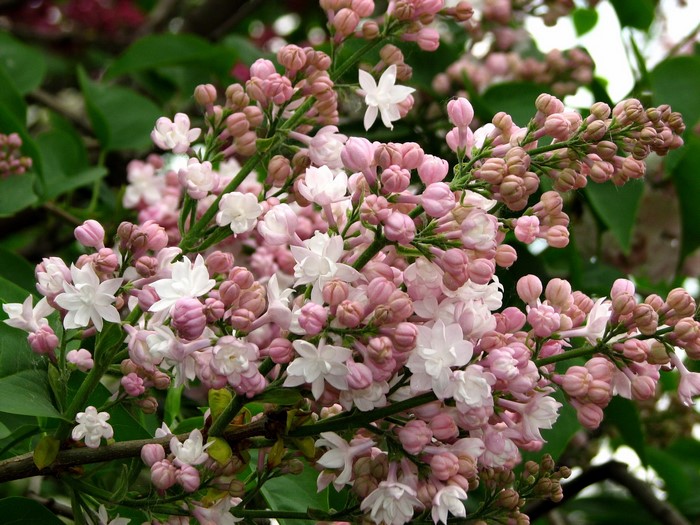 Pink and white lilac flowers on a branch