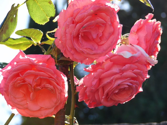 Close-up of pink roses in sunlight