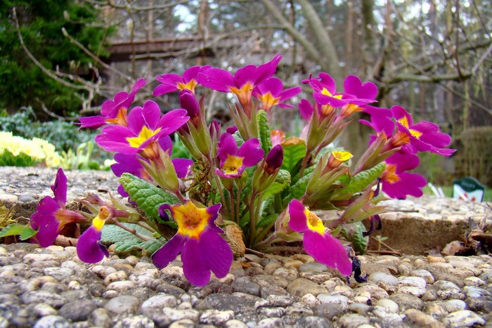 Purple and yellow primrose flowers on a stone path