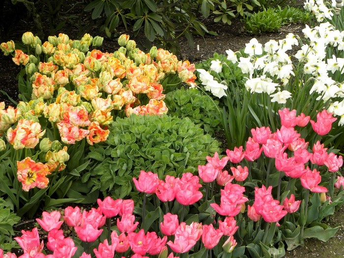 Pink and yellow tulips with white daffodils