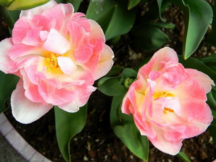 Pink and white Angelique tulips