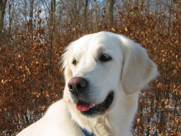 Golden Retriever dog in a forest setting