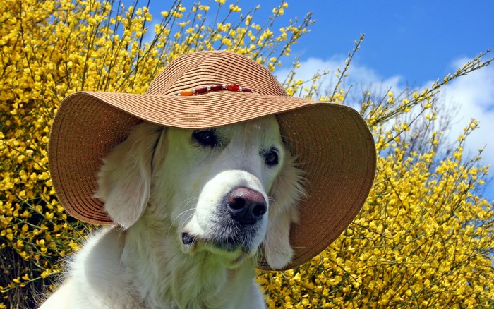 Golden Retriever dog wearing a straw hat