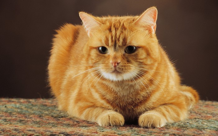 Orange tabby cat lying down