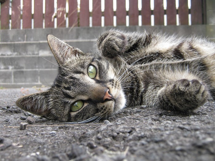 Tabby cat lying on the ground