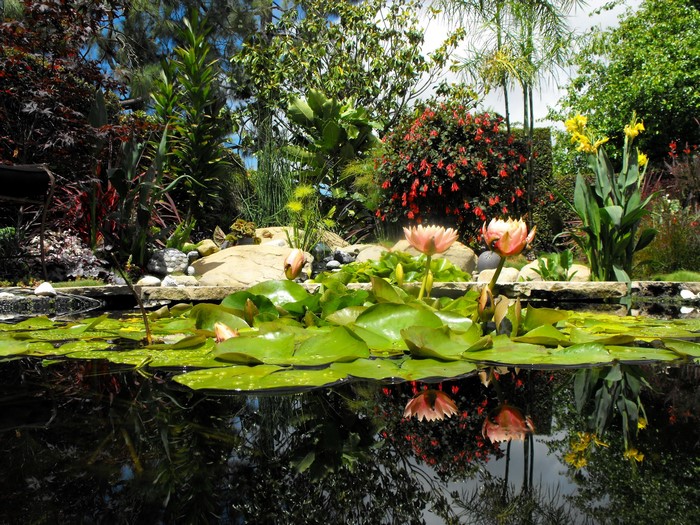 Pond with water lilies and lush garden
