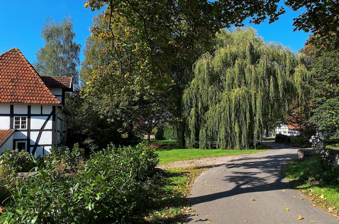 Half-timbered house and weeping willow tree in Germany
