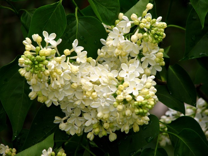 White Lilac Flowers with Green Leaves