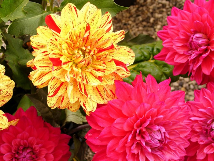 Yellow and red striped dahlias with pink dahlias