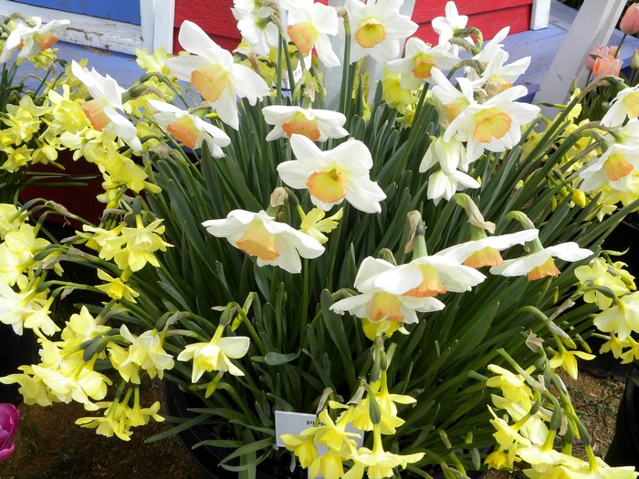 White and yellow daffodils in bloom