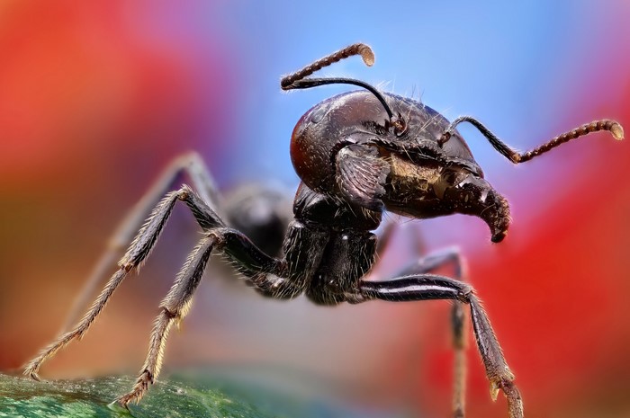 Insects Ants