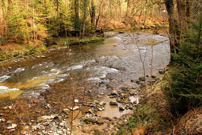 River flowing through a forest