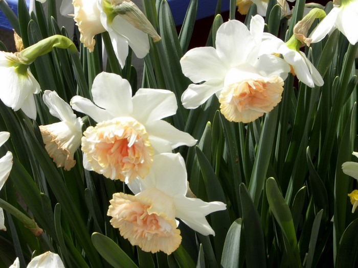 White and peach daffodils in bloom