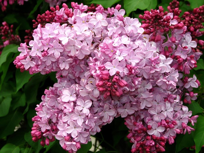 Lilac