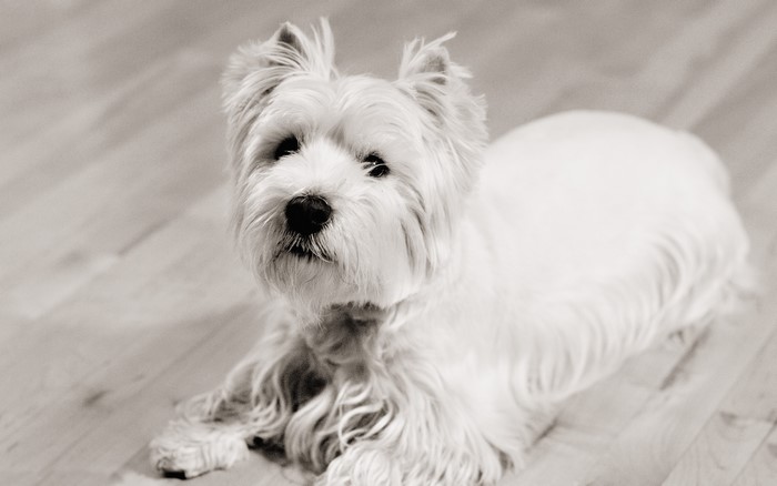 West Highland White Terrier dog lying on wooden floor