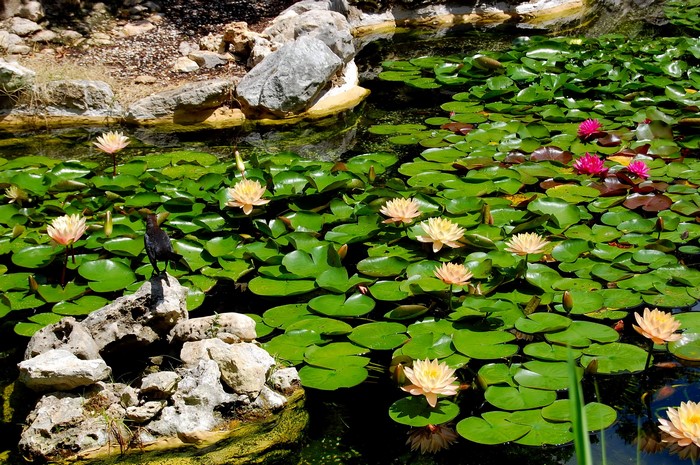 A bird stands on rocks in a pond with water lilies