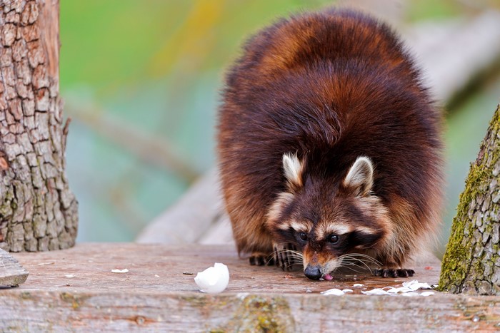 Raccoon Eating Eggshells on a Wooden Platform
