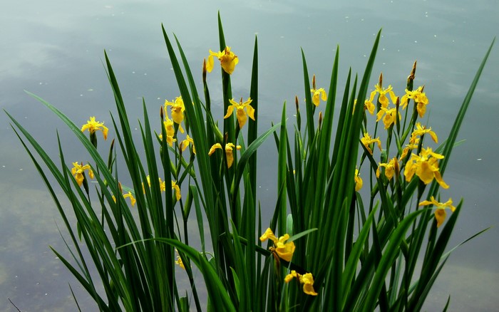 Yellow Iris flowers blooming by the water
