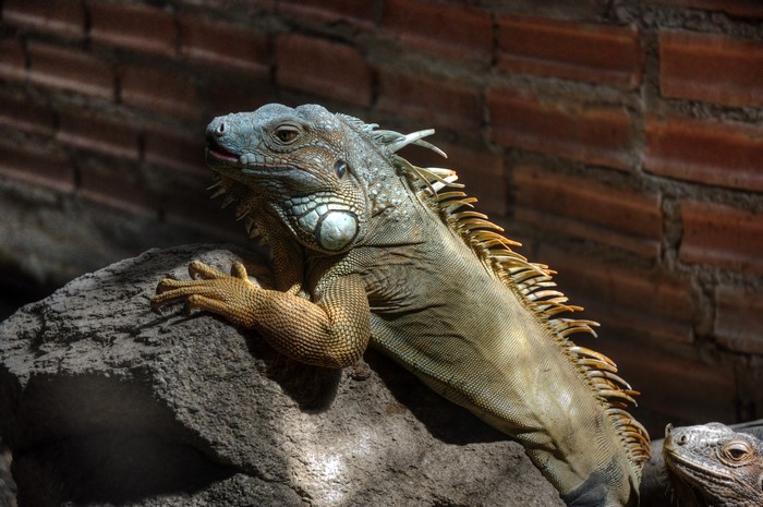 Two iguanas on a rock with a brick wall background