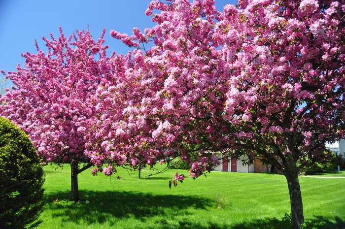 Pink flowering trees on a green lawn
