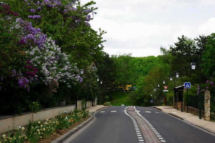 Road with flowering trees and streetlights