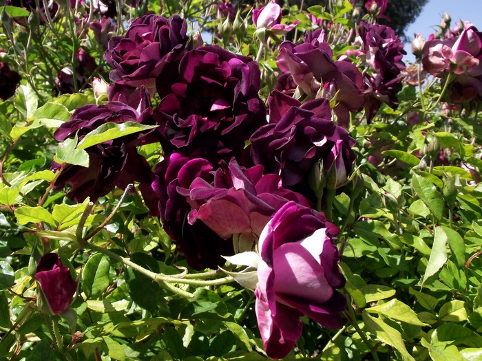 Burgundy Roses in Bloom