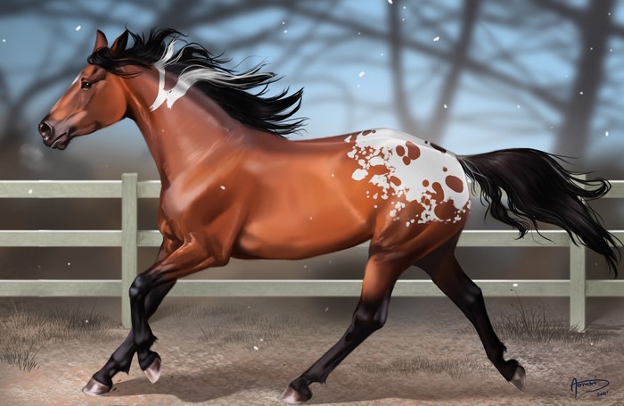Appaloosa horse running in a fenced enclosure