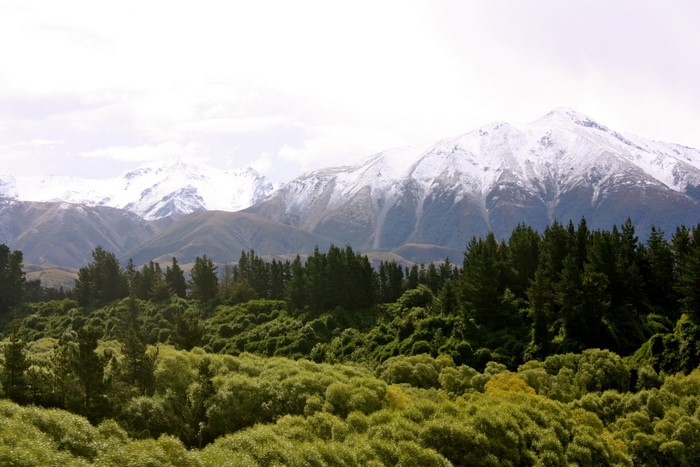 Snow-capped mountains behind a forest in New Zealand
