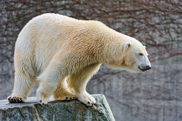 Bears Polar bears
