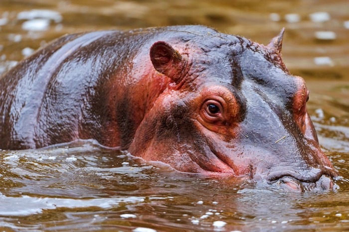 4K Hippo in Water