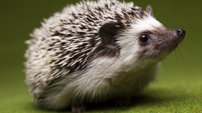Close-up of an African Pygmy Hedgehog