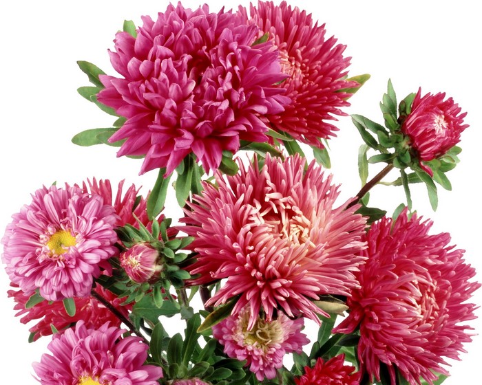 Pink and red asters flowers