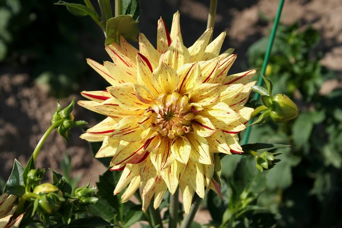 Yellow and red speckled dahlia flower with buds