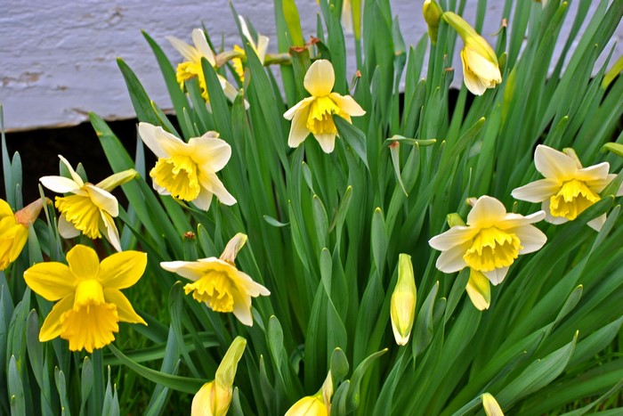 A cluster of yellow and white daffodils in bloom