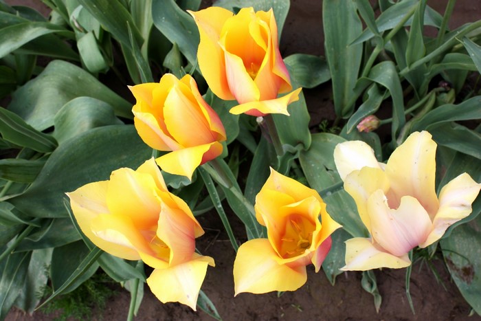 Yellow and orange tulips in a garden