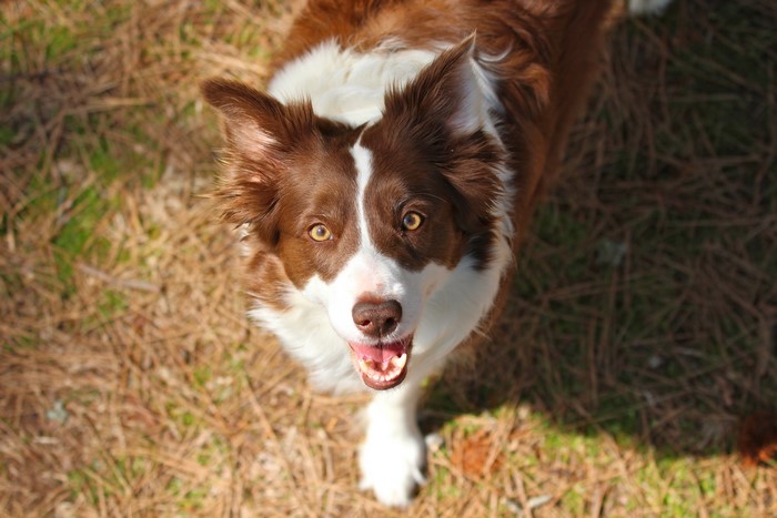 Brown and white Border Collie dog looking up