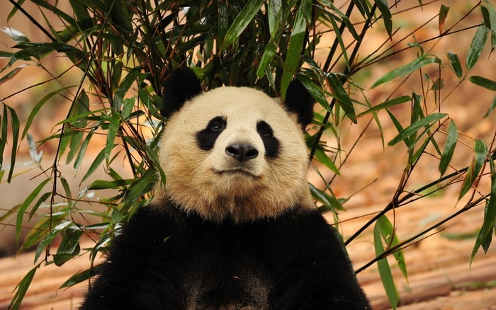 Giant Panda in Bamboo