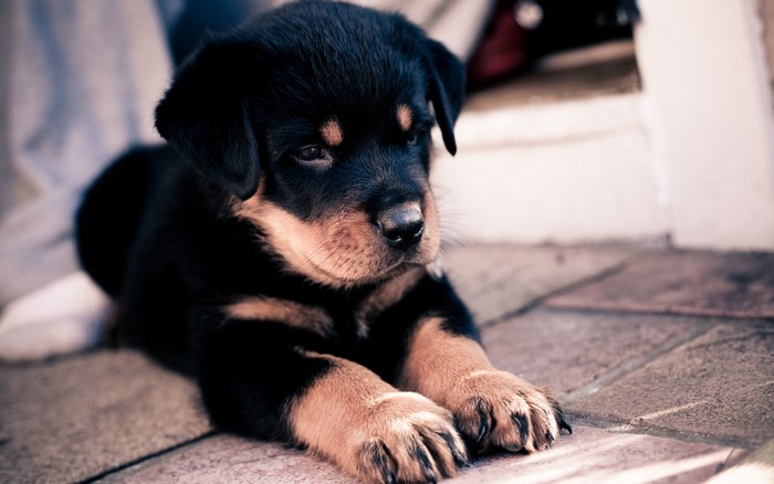 Rottweiler puppy lying on a stone patio