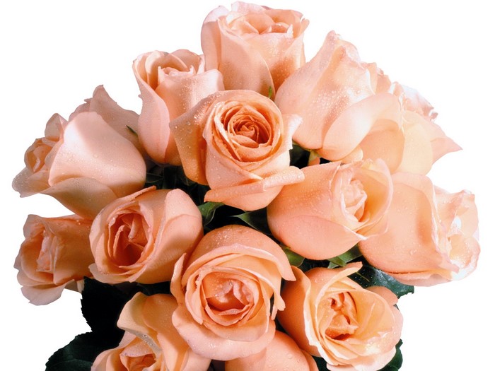 Peach Roses with Water Droplets