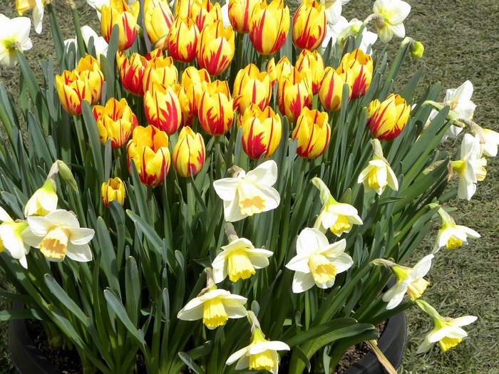 Yellow and red tulips with white daffodils