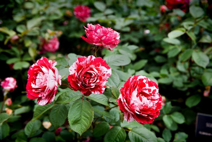 Red and white striped roses in a garden