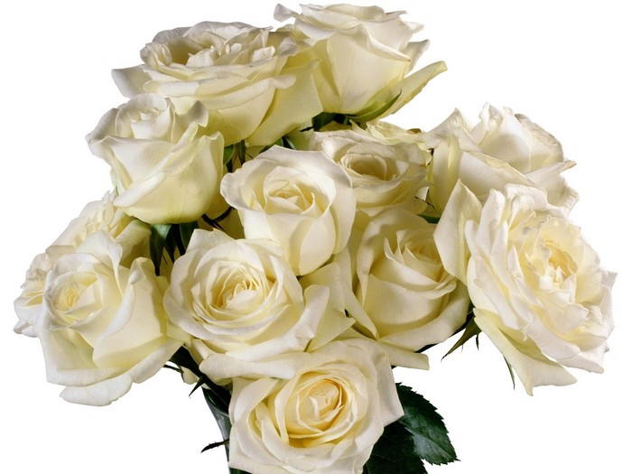 Bouquet of white roses