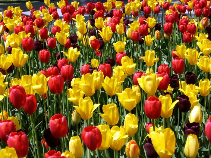A field of red and yellow tulips