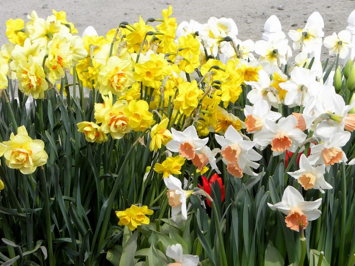 Daffodils