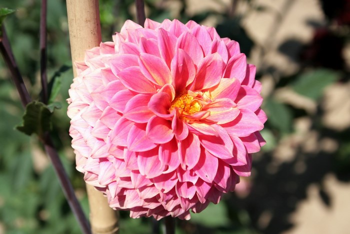 Pink Dahlia flower with yellow center