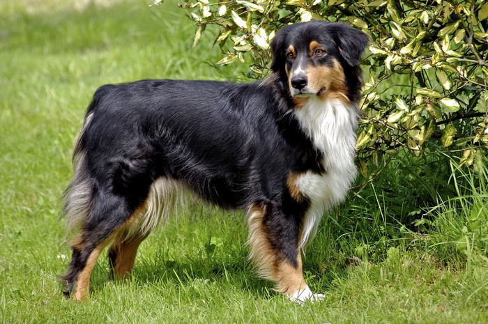Black and tan Australian Shepherd dog standing in grass