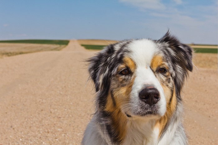 Australian Shepherd dog on a dirt road