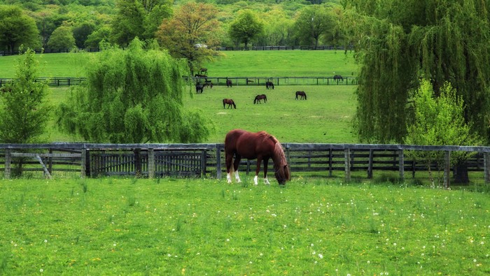 Horses grazing in a green pasture with trees